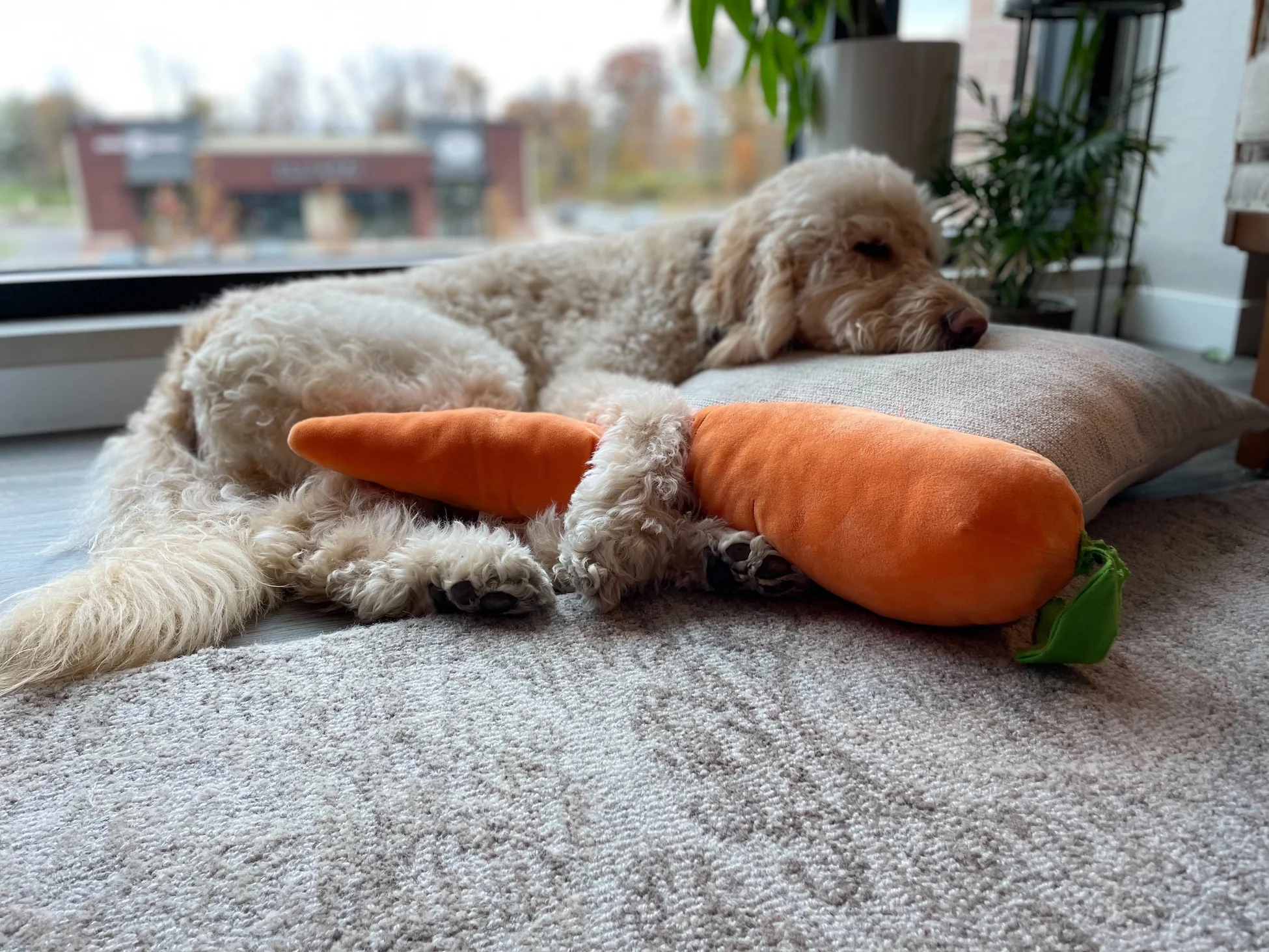 Give Puppies A New Option